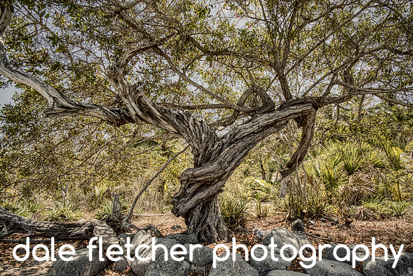 6999 Twisty Tree