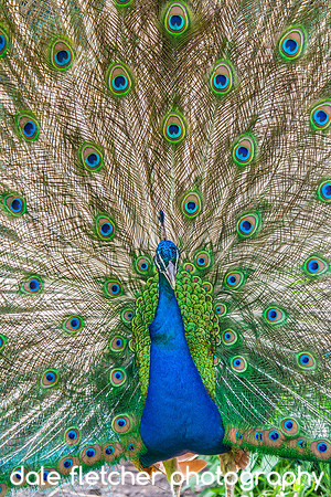 8635 Peacock