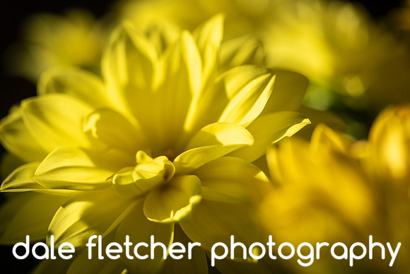 3476 Floral - Yellow