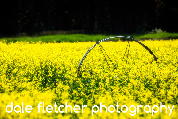 3408 Lost In Yellow