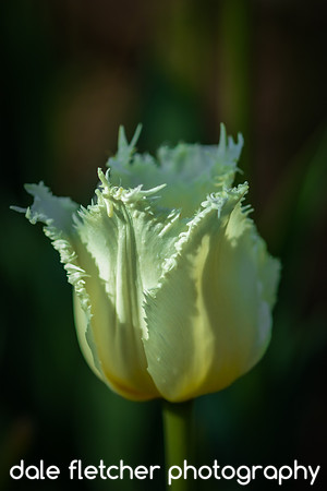 2449 Fringed White