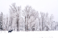 0239 Winter Horse