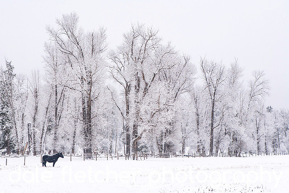 0239 Winter Horse