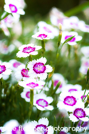 5430 White and Purple