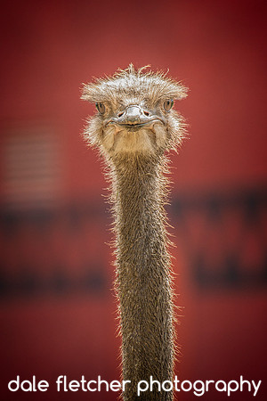 8620 Ostrich