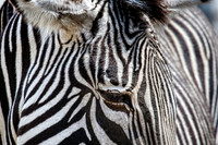 8004 Zebra
