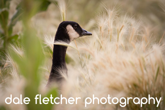 3557 Grass Goose