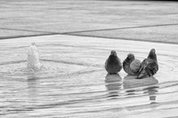 The 3 Pigeons