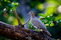 1320 Dove