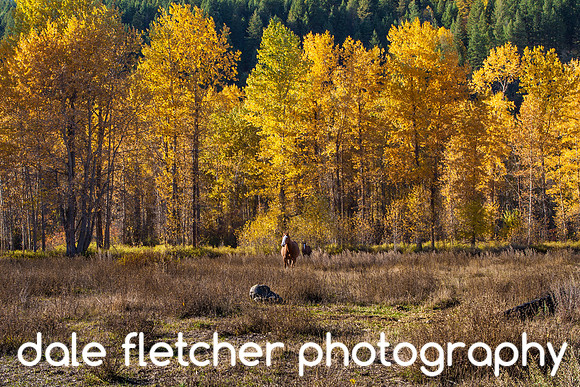 6553 Yahk-Fall Horses