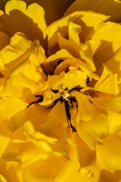 2421 Yellow