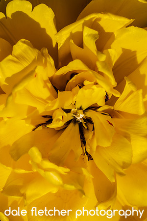 2421 Yellow