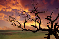 7857 Sunset Tree