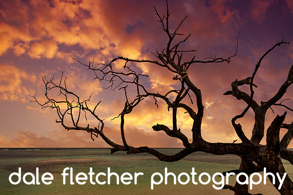 7857 Sunset Tree