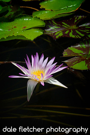 8072 Water Lily