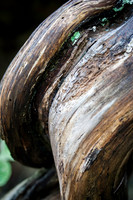 5965 Twisted Wood