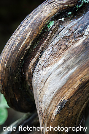 5965 Twisted Wood