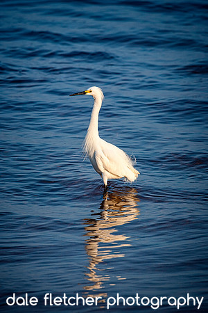 7801 Wading White