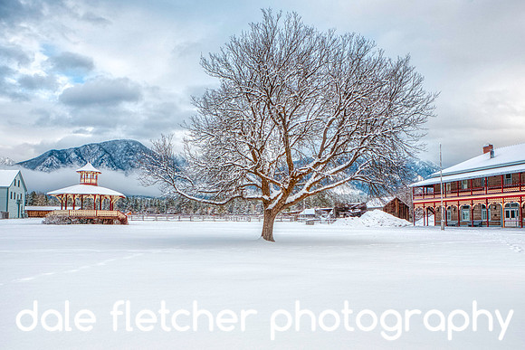 2587 Fort Steele Courtyard Tree winter