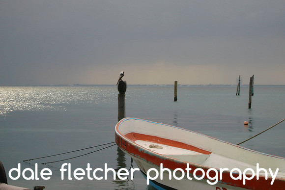 00121 Pelican On Watch