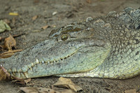 6702 Croc