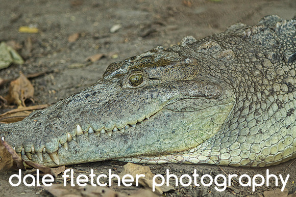 6702 Croc