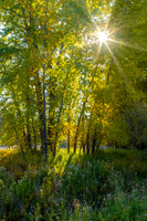 0628 Through The Trees