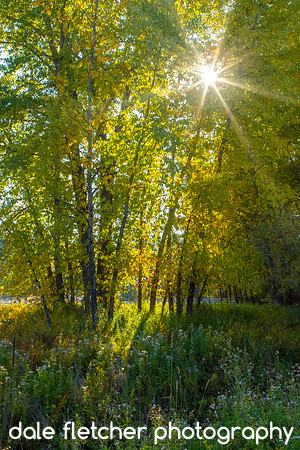 0628 Through The Trees