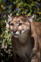 Mammals