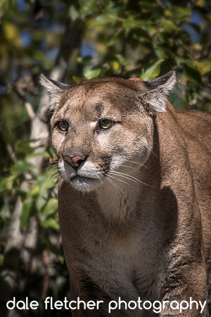 0550 Mountain Lion