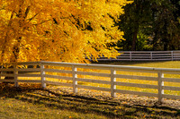 6521 Fall Tree