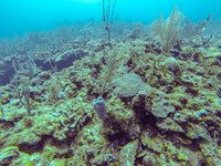 30255 Underwater
