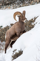7739 Big Horn Sheep
