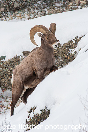 7739 Big Horn Sheep