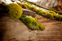 2375 Mossy Shingle