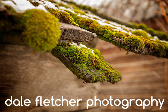 2375 Mossy Shingle