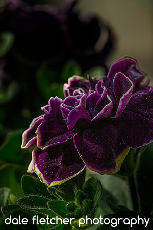 2426 Velvety