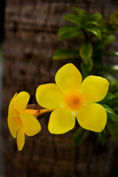 2093 Yellow Flowers - Ixtapa