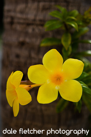 2093 Yellow Flowers - Ixtapa