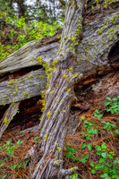 Nature's Art-photos