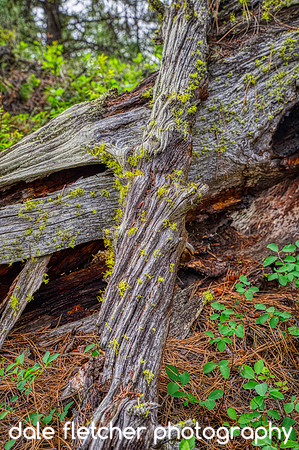 3287 Nature's Textures