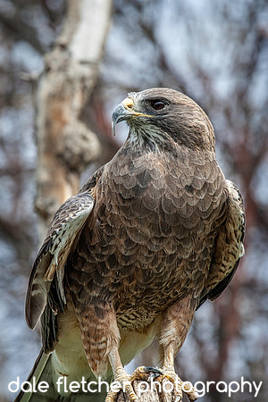 7867 Falcon