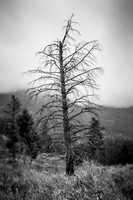 2495B Still Standing BW