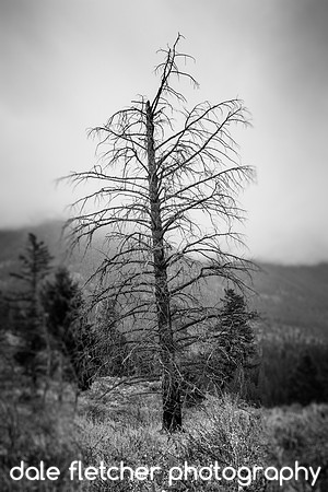 2495B Still Standing BW
