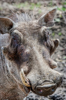 7940 Warthog