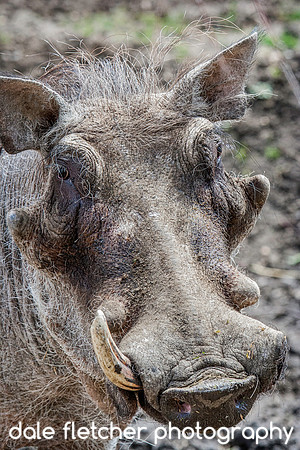 7940 Warthog