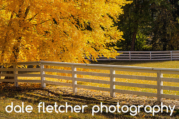 6521 Fall Tree