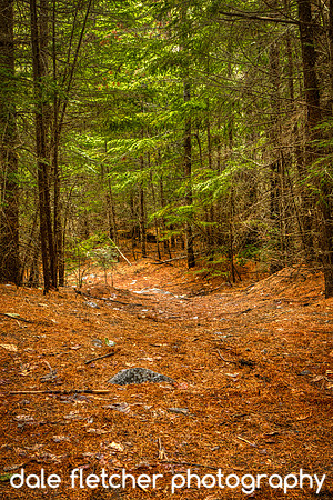 8473 Forest Path