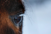 1036 Winter Horse