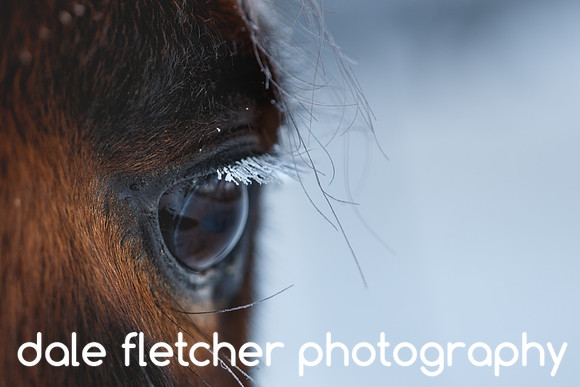 1036 Winter Horse